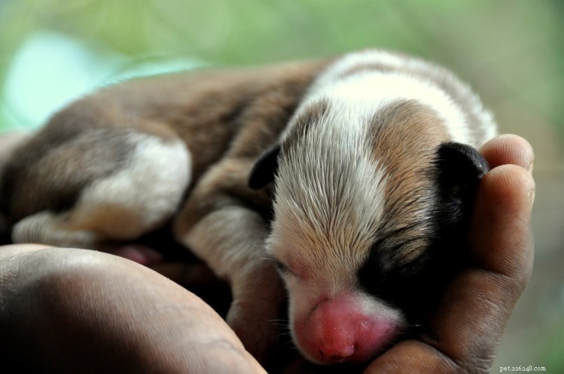Можно ли трогать новорожденных щенков? Отвергнет ли их мать?