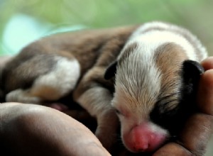 Pouvez-vous toucher les chiots nouveau-nés ? Leur mère les rejettera-t-elle ? 