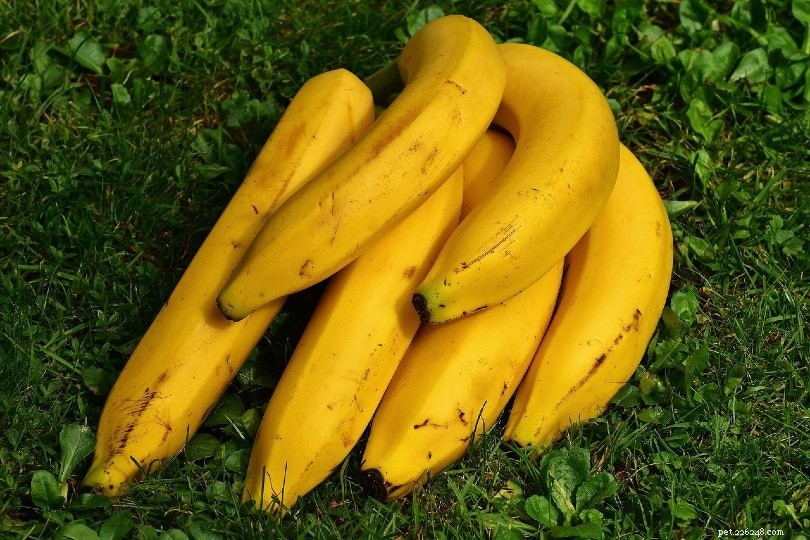 I ricci possono mangiare le banane? Cosa devi sapere!