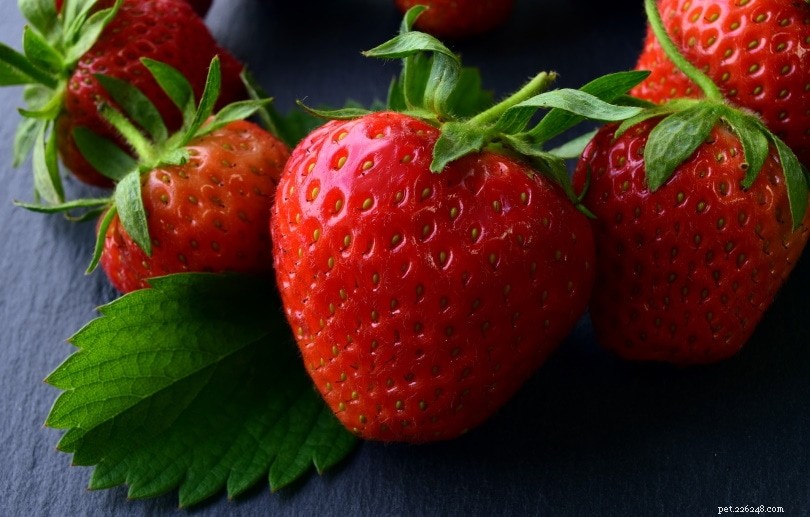 Les hérissons peuvent-ils manger des fraises ? Ce que vous devez savoir !