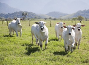 À quelle vitesse les vaches peuvent-elles courir ? Ce que vous devez savoir !