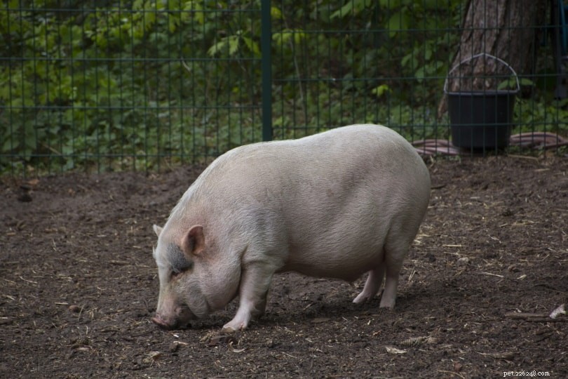 Eten varkens hun eigen poep? Wat u moet weten!