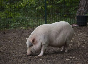 Les cochons mangent-ils leur propre caca ? Ce que vous devez savoir !