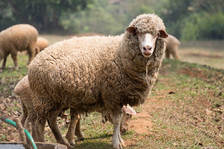 Разумны ли овцы? Вот что говорит нам наука