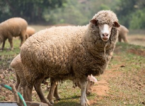 Les moutons sont-ils intelligents ? Voici ce que la science nous dit