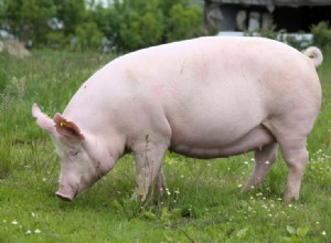 Comment divertir un cochon ? 10 choses avec lesquelles ils aiment jouer