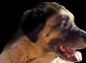 Quelle est la puissance de la force de morsure d un Kangal ? (Mesure PSI et faits)