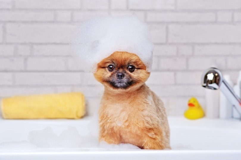 どのくらいの頻度で子犬を入浴させる必要がありますか？あなたが知る必要があること！ 