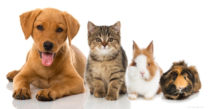 14 statistieken en feiten over huisdierenverzekeringen die u moet weten in 2022