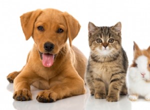 14 статистических данных и фактов о страховании домашних животных, которые вам нужно знать в 2022 году