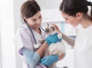 Jak dlouho trvá stát se veterinářem? (Fakta a statistiky 2022)