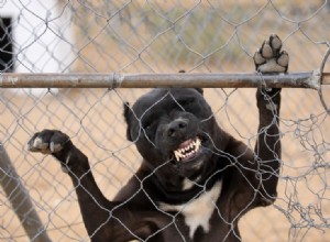 Quelle est la force de morsure d un pitbull ? (Mesure PSI et faits)