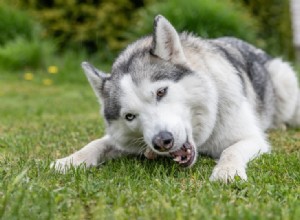 Quelle est la puissance d une force de morsure Husky ? (Mesure PSI et faits)