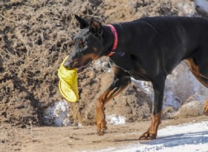 Quelle est la force de morsure d un Doberman ? (Mesure PSI et faits)