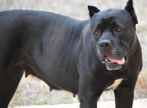 Jak silná je síla kousnutí Cane Corso? (PSI Measure &Facts)