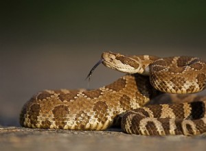 10 statistiques sur les morsures de serpent et faits à connaître en 2022 :taux, décès et plus