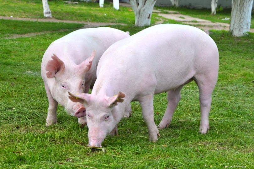 18 fatti affascinanti e divertenti sui maiali che non hai mai saputo
