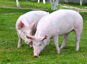 18 faits fascinants et amusants sur les cochons que vous ne connaissiez pas