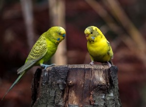 6 petits oiseaux de compagnie