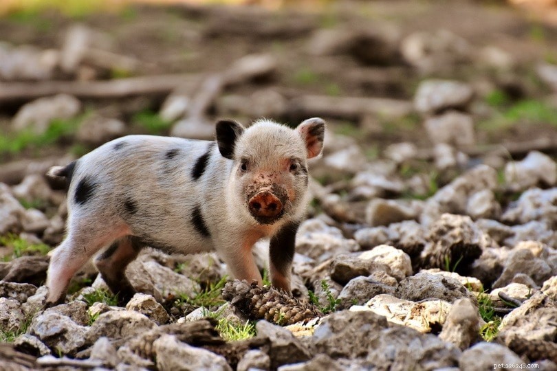Vilken är den minsta rasen av grisar? Allt du behöver veta om  Tekoppsgrisar 