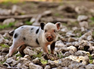 Quelle est la plus petite race de porc ? Tout ce que vous devez savoir sur les  cochons tasse de thé 