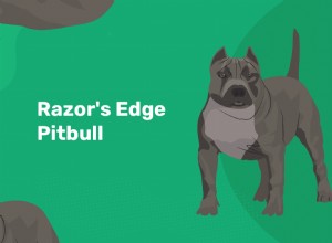 Razor s Edge Pitbull