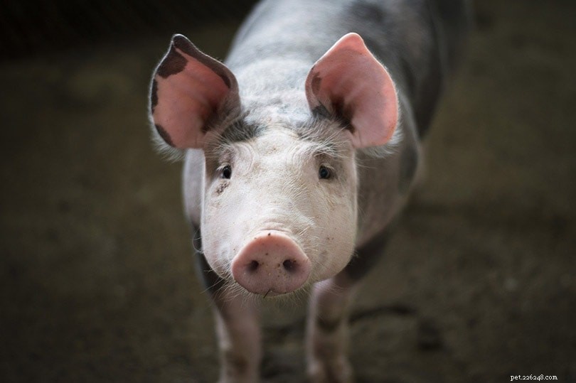 5つの最大の豚の神話と誤解 