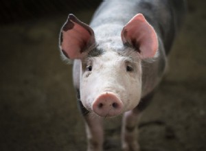 5 mythes et idées fausses les plus répandus sur le porc