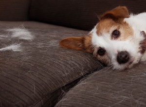 Mon chiot est-il censé muer ? Ce que vous devez savoir !