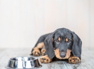 Quand les chiots peuvent-ils boire de l eau ? Ce que vous devez savoir !