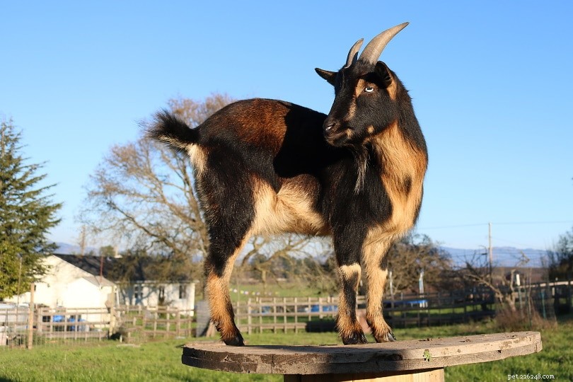 7 самых больших мифов и заблуждений о козах