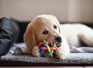 Pourquoi les chiots sont-ils si mignons ? Ce que la science nous dit