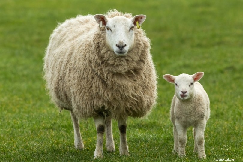 Les 4 plus grands mythes et idées fausses sur les moutons