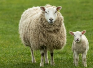 Les 4 plus grands mythes et idées fausses sur les moutons