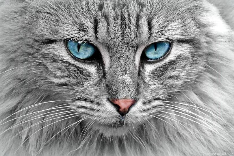 Mění kočičí oči barvu?