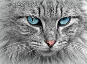 Les yeux des chats changent-ils de couleur ?