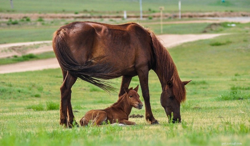馬はどこから生まれ、どのように飼いならされたのですか？ 