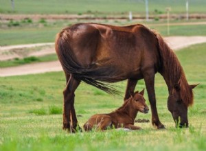 D où viennent les chevaux et comment ont-ils été domestiqués ?