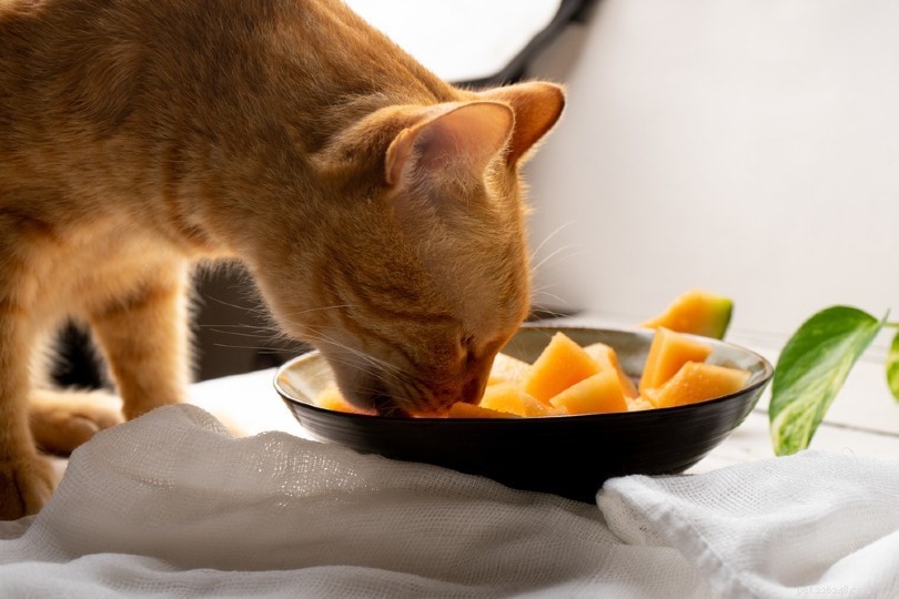 猫が食べても安全な14の人間の食べ物 
