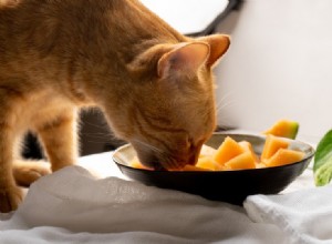 14 aliments pour humains sans danger pour les chats