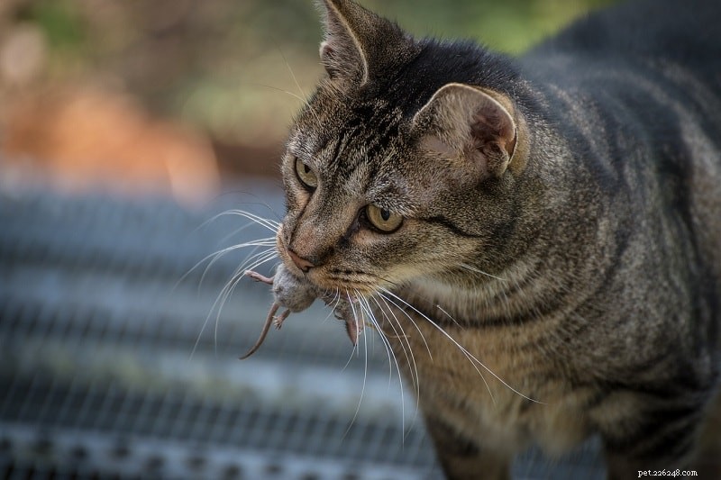 Hur man hindrar en katt från att ta hem döda möss
