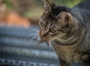 Comment empêcher un chat de ramener des souris mortes à la maison 