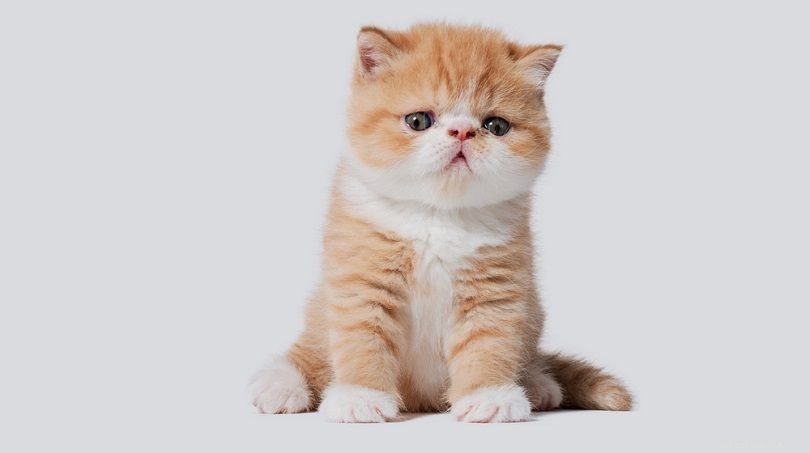 14 самых долгоживущих пород кошек