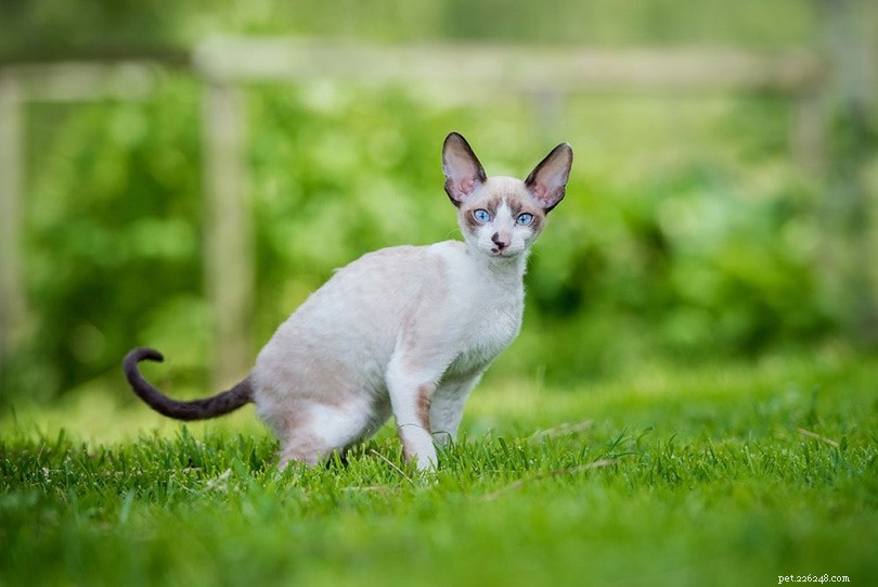 13 самых умных пород кошек