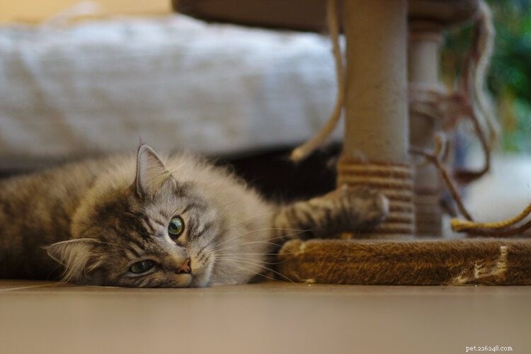 Почему кошки мурлыкают? 6 причин, почему и как они это делают!