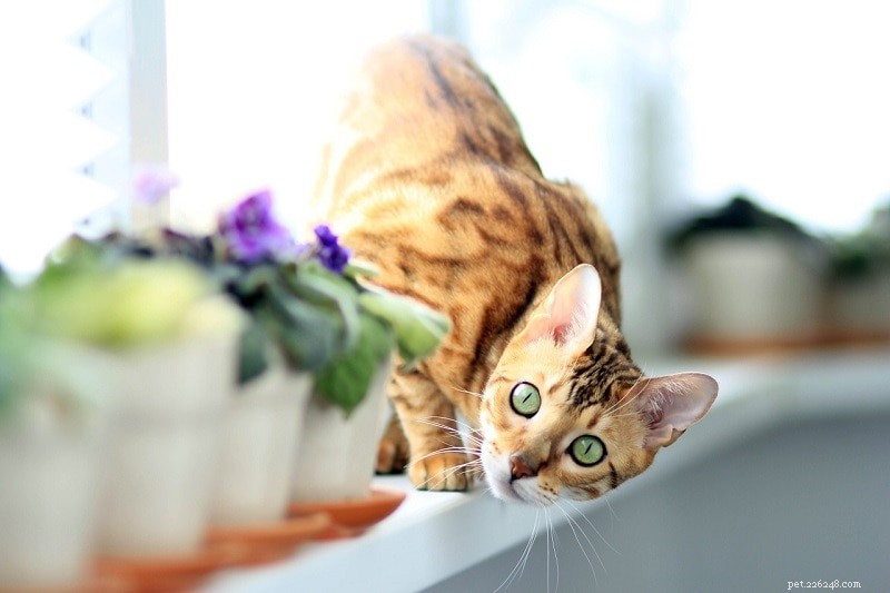 11 humánních způsobů, jak udržet kočky mimo květinové záhony