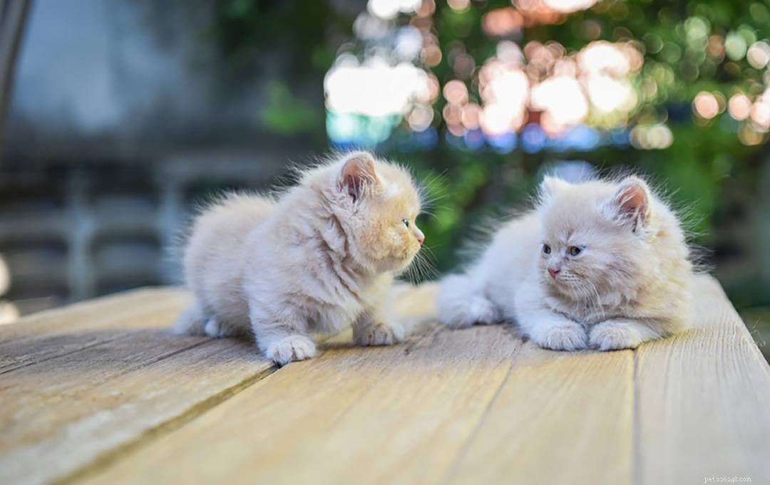 10 races de chats à pattes courtes (avec photos)