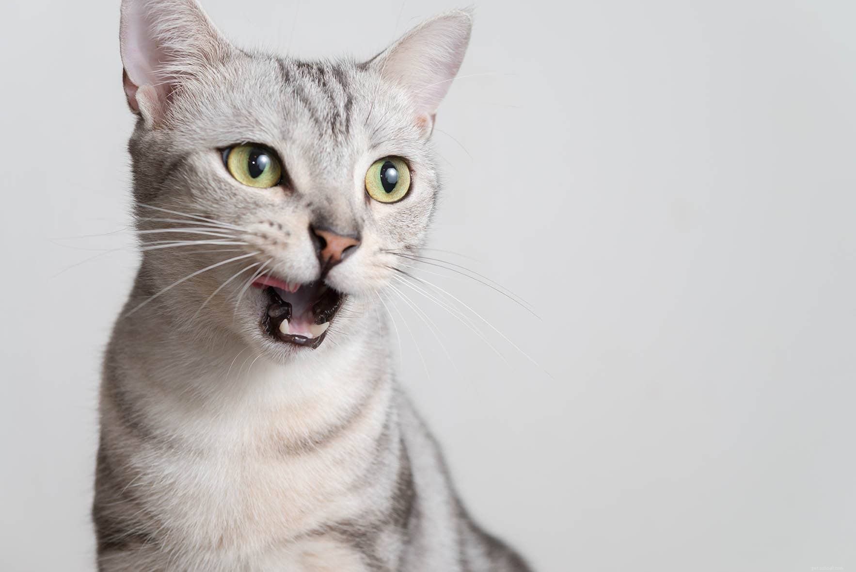 12 nejlepších plemen koček pro emocionální podporu (s obrázky)