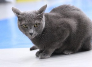 러시아 고양이 품종 10종(사진 포함)