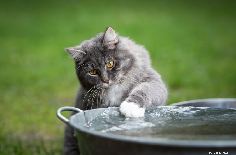 水を愛する10匹の猫の品種（写真付き） 